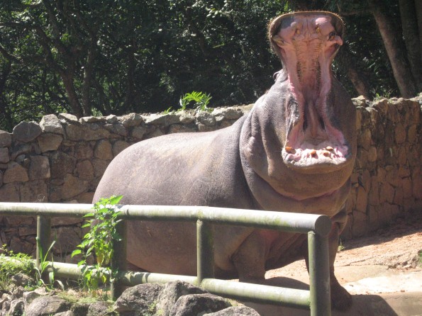 Hipopótamo deu show no Zoológico 
