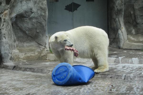 Urso polar fazendo uma boquinha no zoo